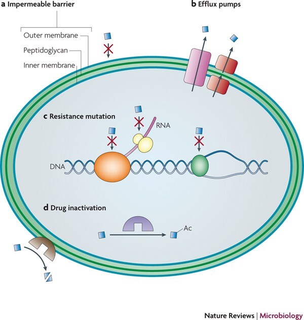 antibiotic resistance genes in natural environments
