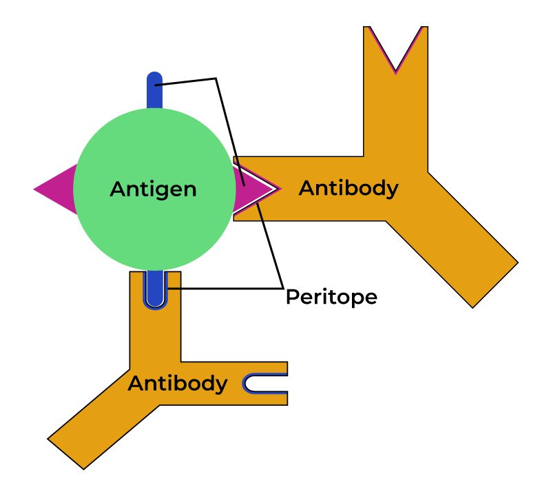 Antigen-Antibody Reaction , interaction,principal