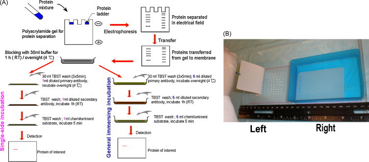 Antibody Incubation method for Western blotting
