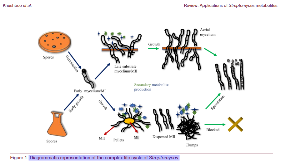 Biotechnological and industrial applications of Streptomyces ...