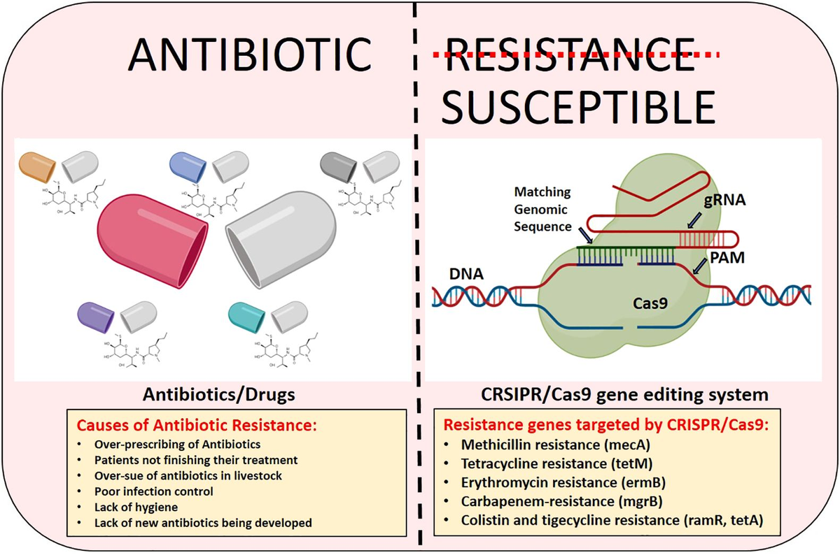 this is a visual representation, depicting the causes of antibiotic resistance and the role of CRISPR/Cas9 in combating it.