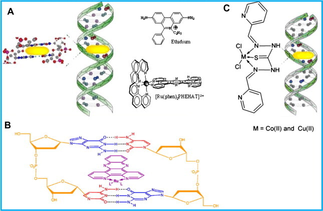 intercalation between stacked base pairs