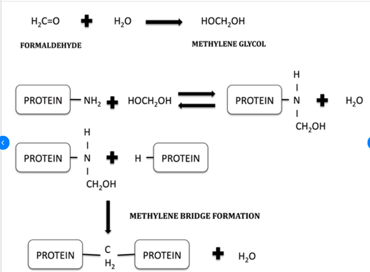 Schematic view of formaldehyde fixation stages