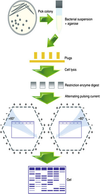 electrophoresis ,DNA fragments ,  electrical fields