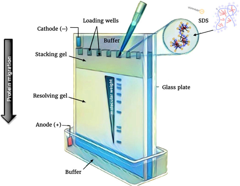 principle of polyacrylamide gel electrophoresis, 