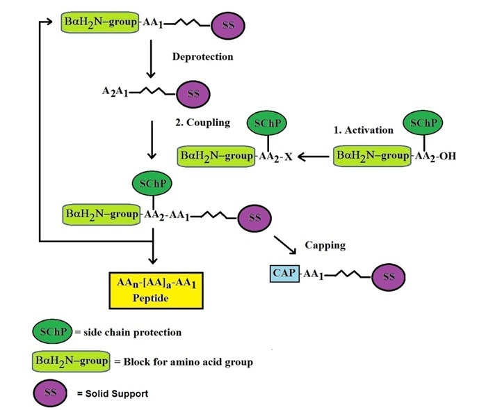 Solid Phase Peptide Synthesis,Methods ,amino acid 