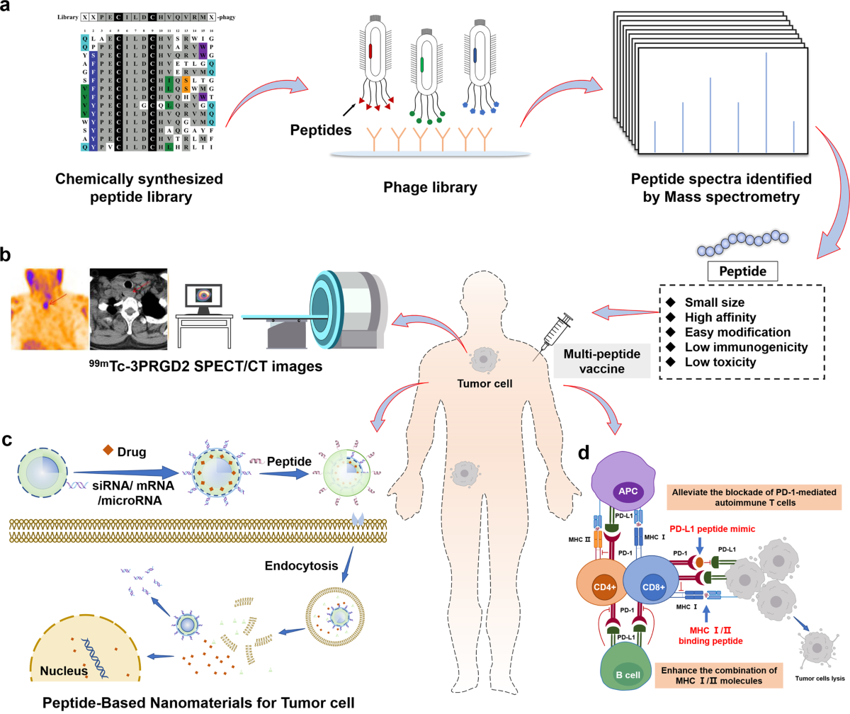 Therapeutic peptides: current applications and future directions